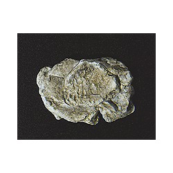 Moule pour gros rochers