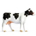Animaux de la ferme