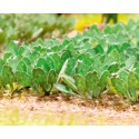 Plantes miniatures Laser-Cut